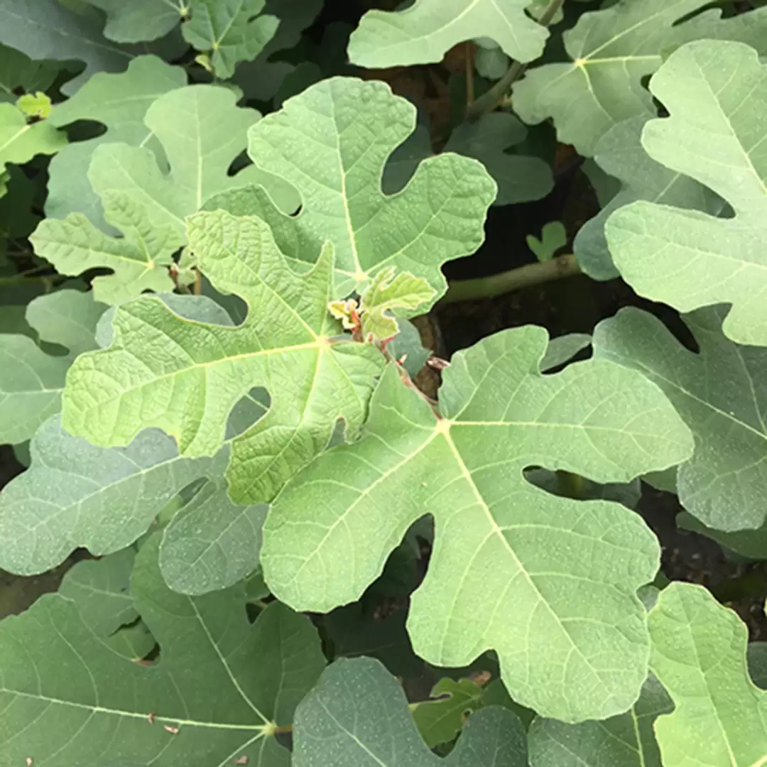 Close up of Chicago Hardy Ficus green foliage